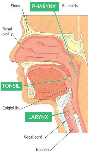 Parents' guide to sore throats