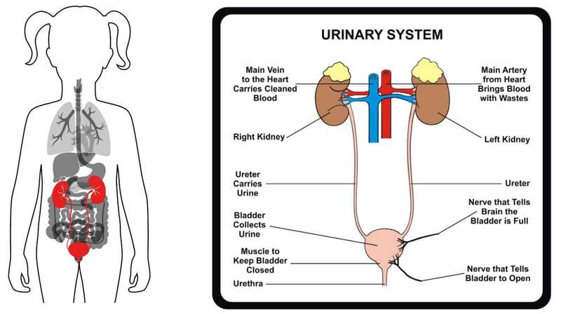 Urinary Tract Infections (UTI) FAQ by Long Island Gynecologists